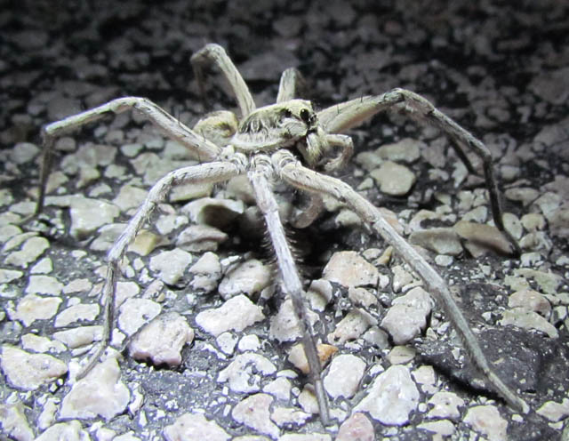 Wolf Spider